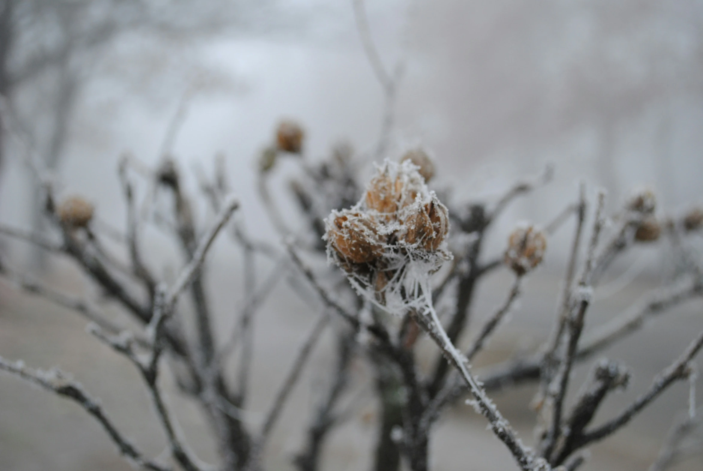 frost covered leaves on a tree nch with sky in the background