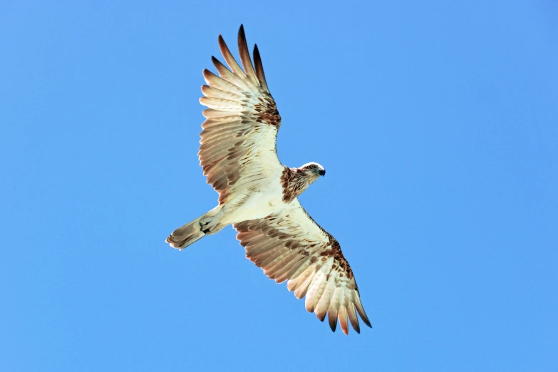 a bird of prey flies through the air