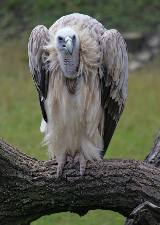 a large bird perched on top of a tree nch