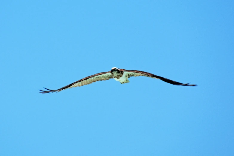 an image of an eagle soaring in the air
