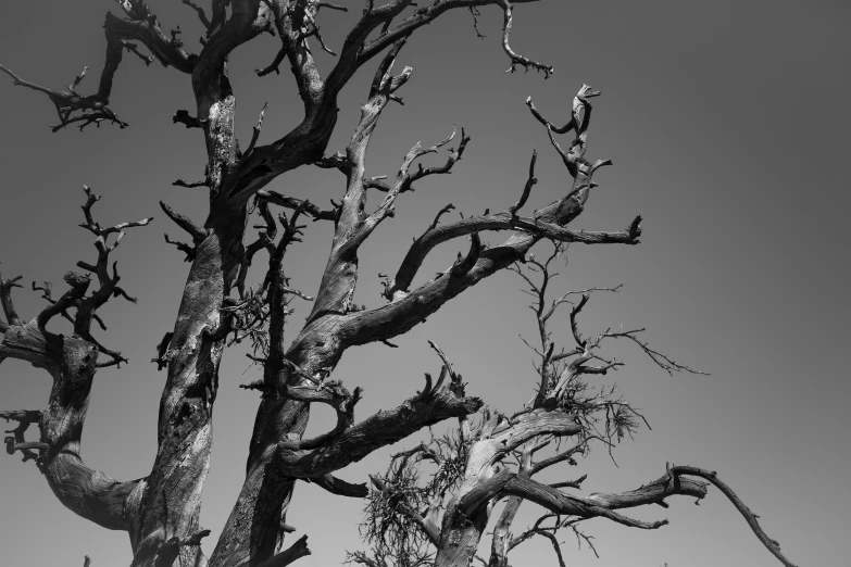 a barren tree against a gray sky with no leaves