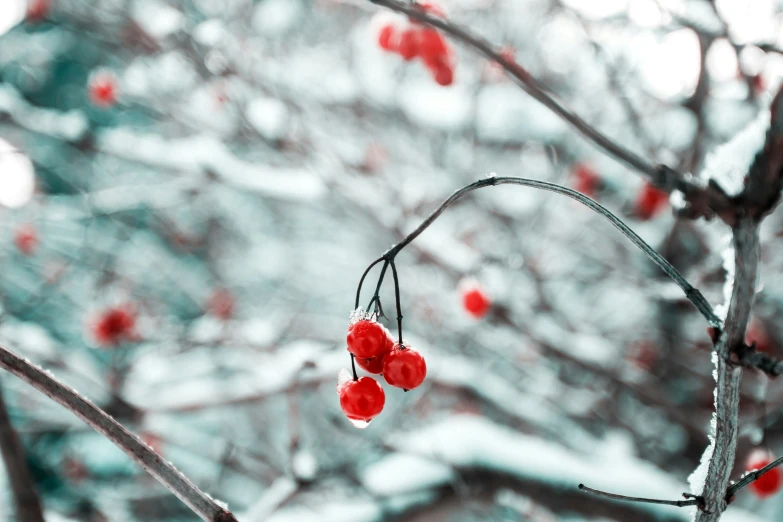 some small red berries are hanging from the tree