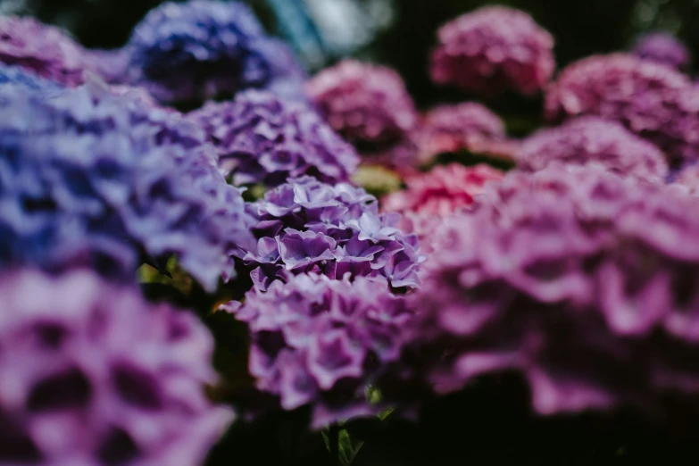 an image of close up of different colors of flowers