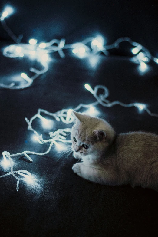 a small kitten laying on the ground with a string of lights