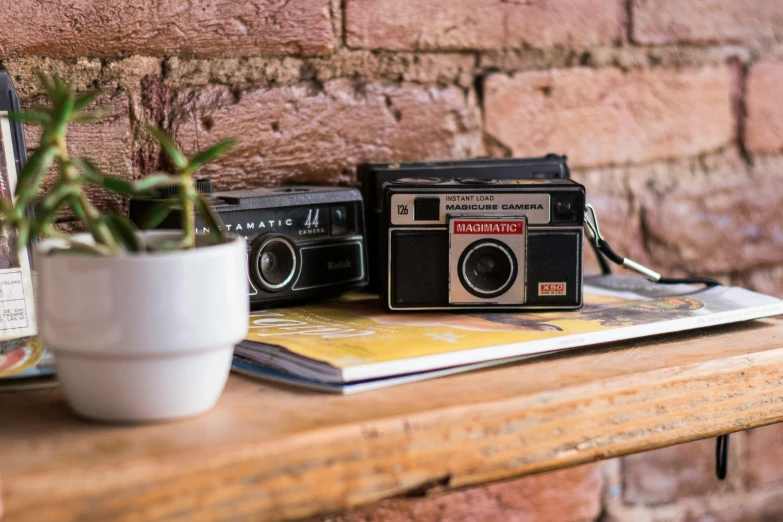 a plant on a wooden table near a vintage camera