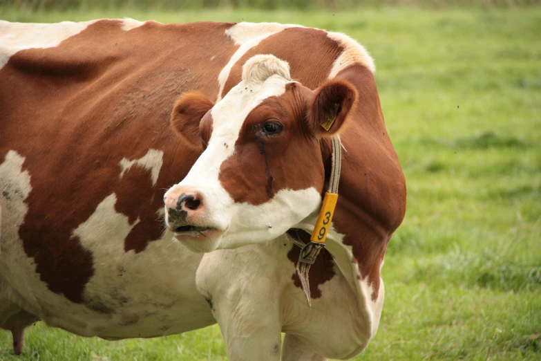 a cow with a yellow tag around its neck