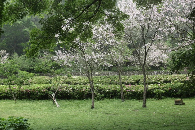 some trees in the grass and bushes in the background