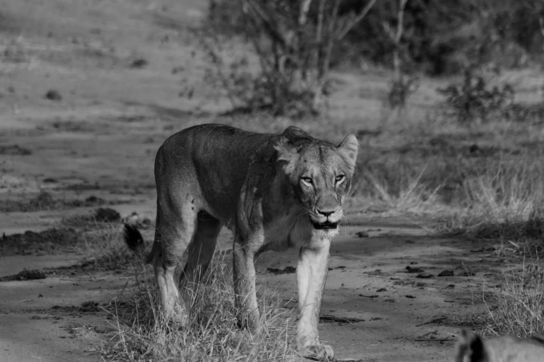 the large lion is walking around the park