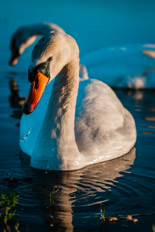 a swan looks on as his mate swims