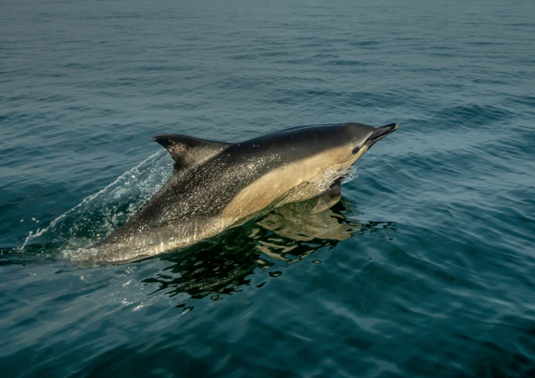 a dolphin dives into the open water