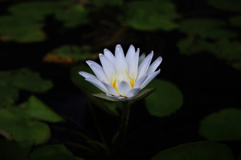 a white water lily with yellow stalant and leaves