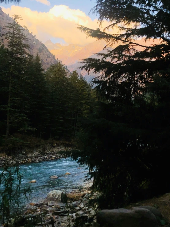 a stream flowing through a lush green forest filled with trees