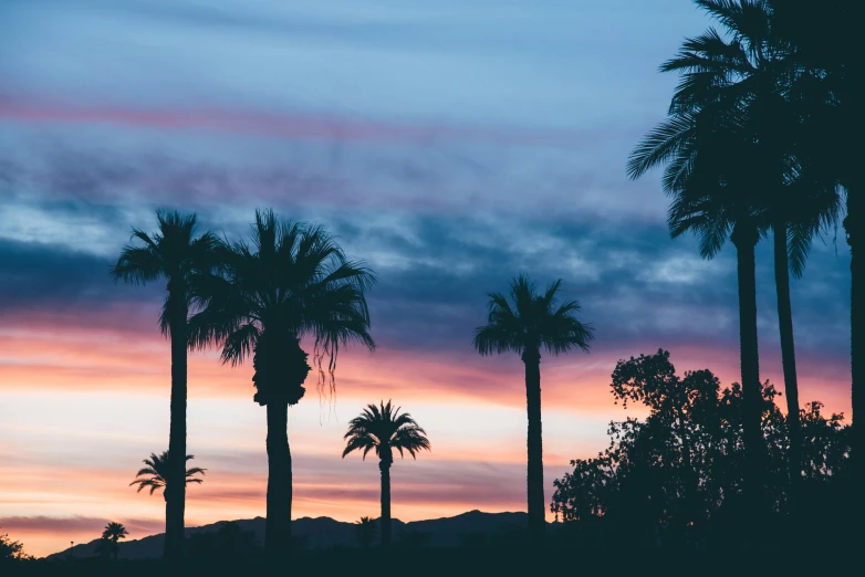 many palm trees are silhouetted against a beautiful sky