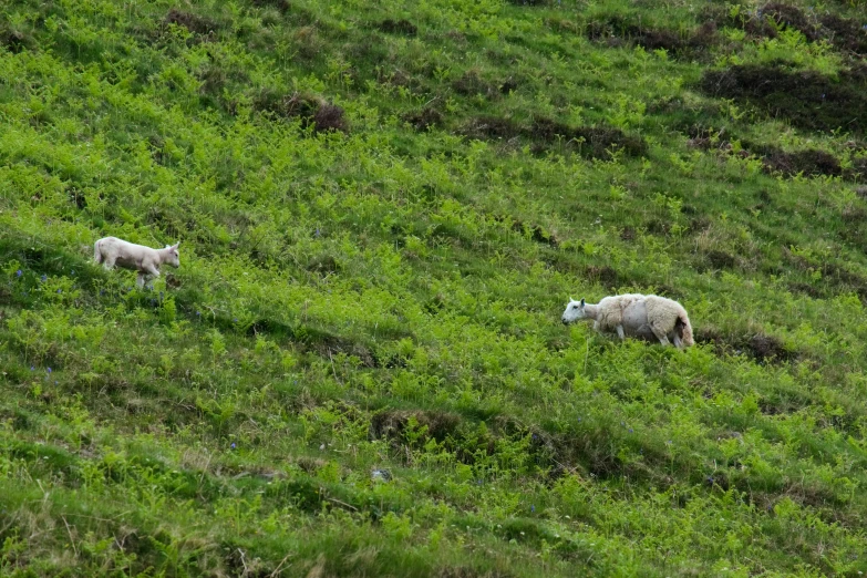 some animals that are standing in the grass