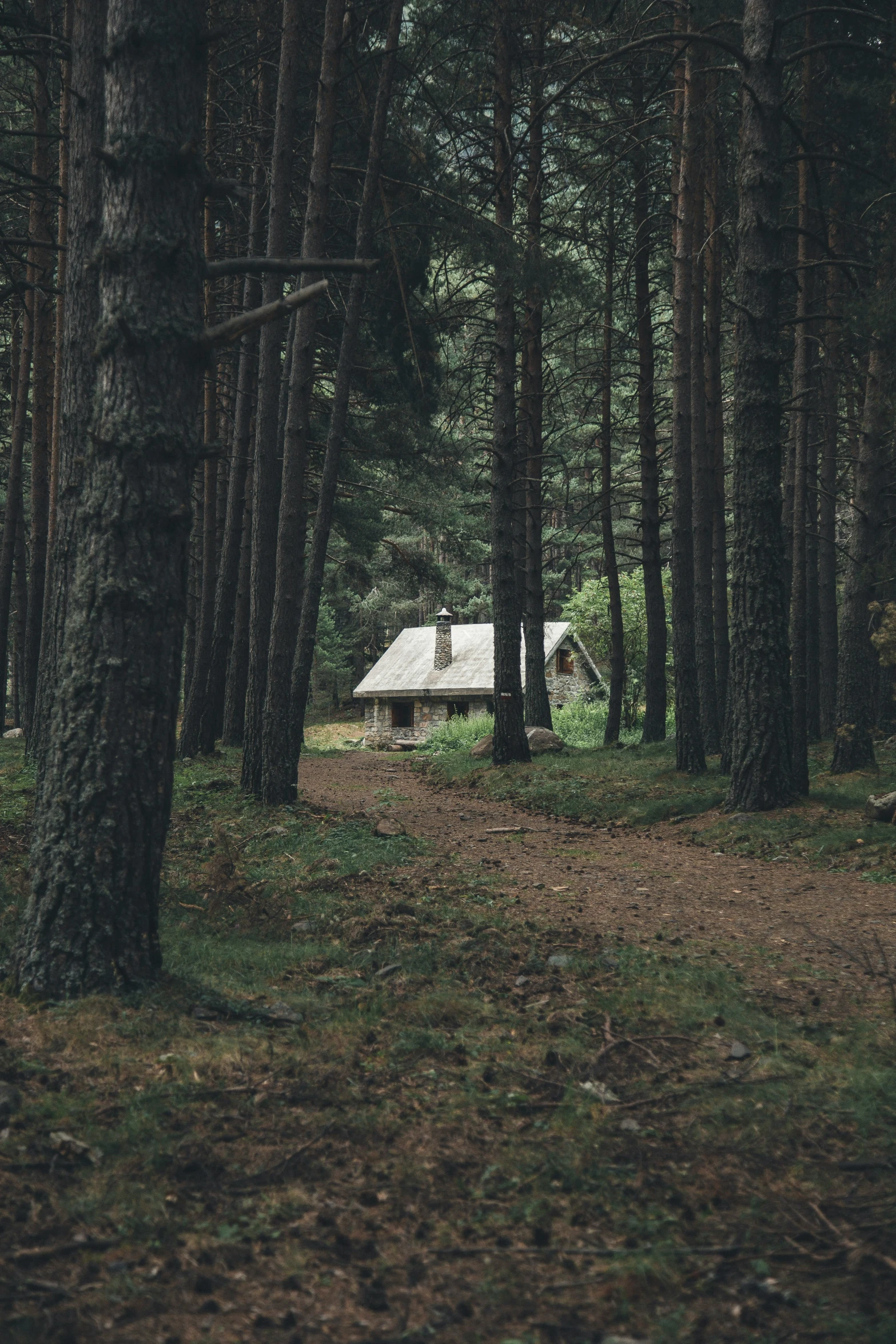 the forest with a small white cabin in it