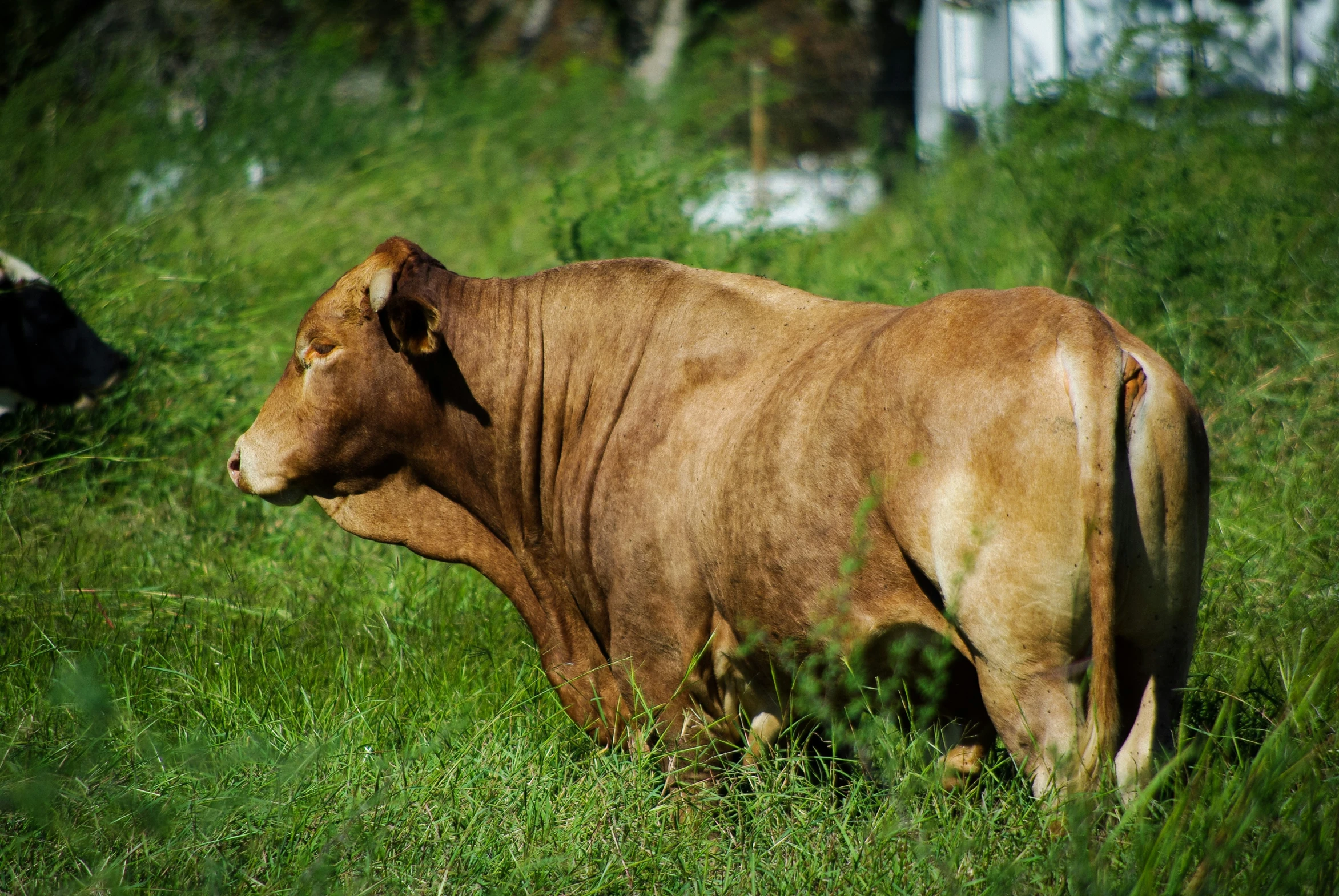 a cow in the middle of tall grass with it's nose tilted to the side