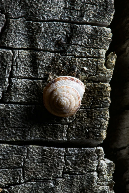 a large snail is sitting on a wooden bench