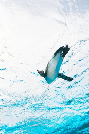 a penguin swimming in clear blue water next to the shore