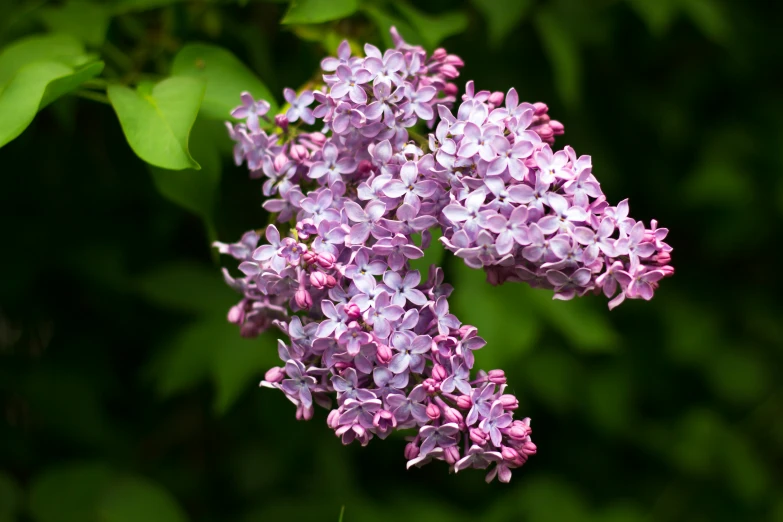 purple lilacs and green leaves on a sunny day