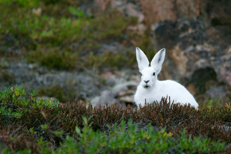 a white bunny looks out over the green bushes