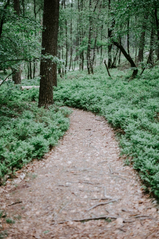 a path in the woods going through the trees