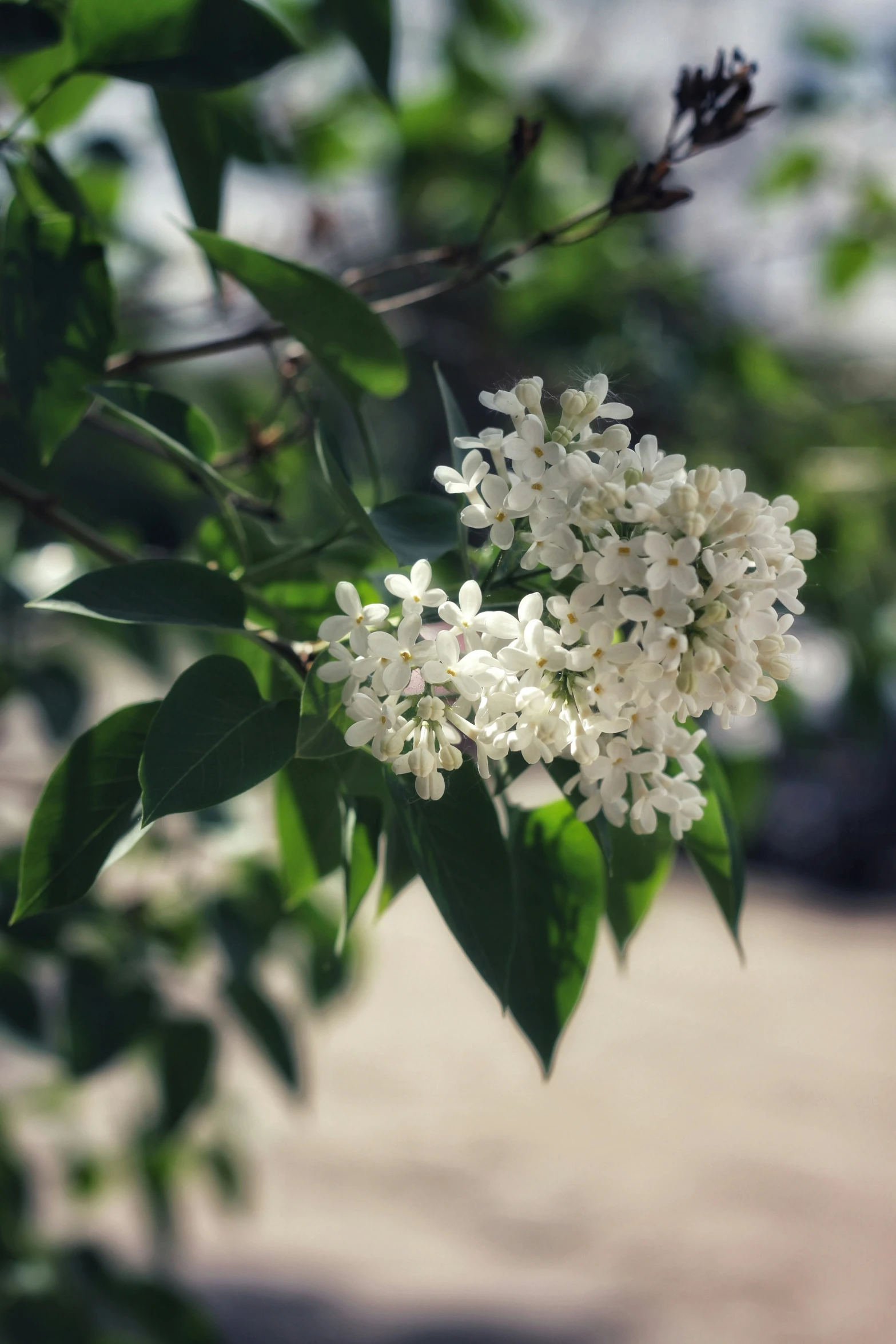 white flowers are shown in bloom against a green leafy tree