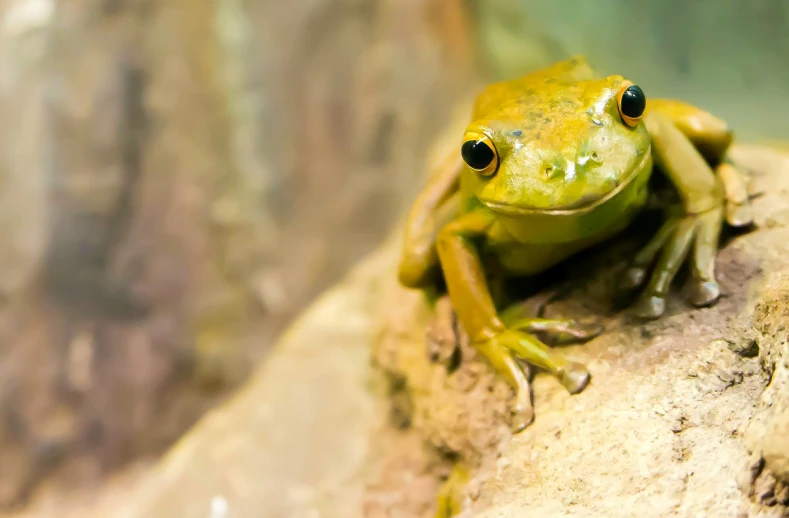 a frog sitting on top of a rock in a field