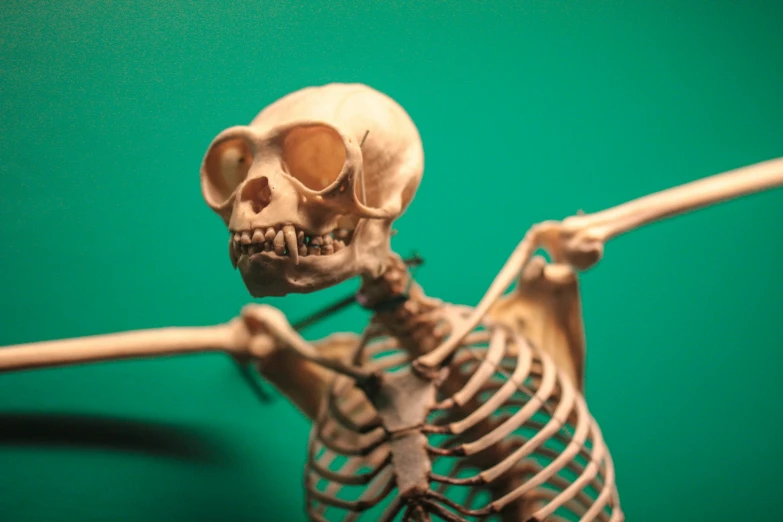 the skeleton of a human is being displayed