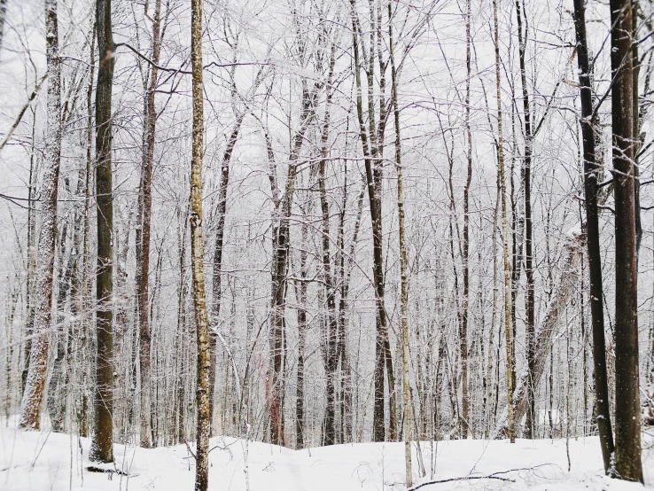 trees covered in snow near a trail with no trees