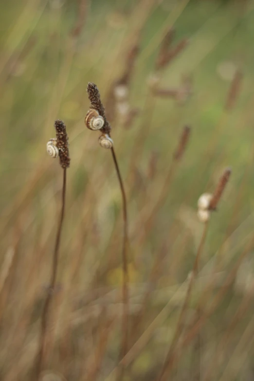 some very pretty grass and weeds in a field