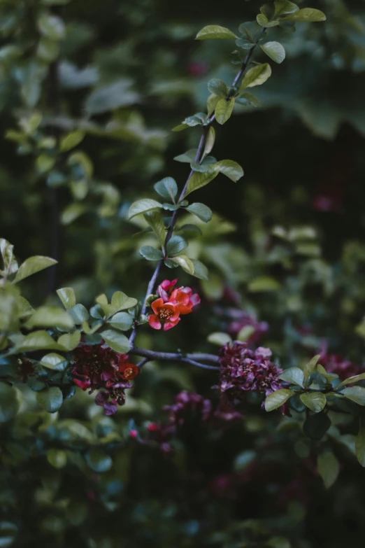 red flowers on a bush of tree leaves