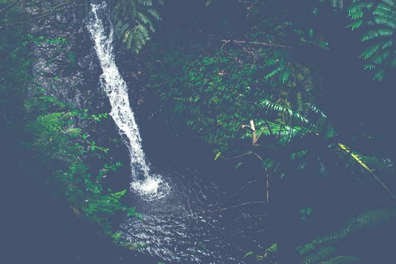 a flowing stream in a jungle filled with green vegetation