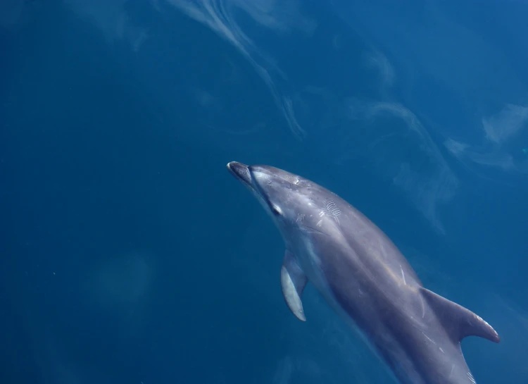 a dolphin swims in the blue water