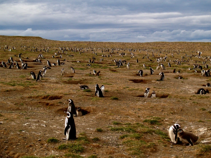 several penguins are standing on the ground in the grass