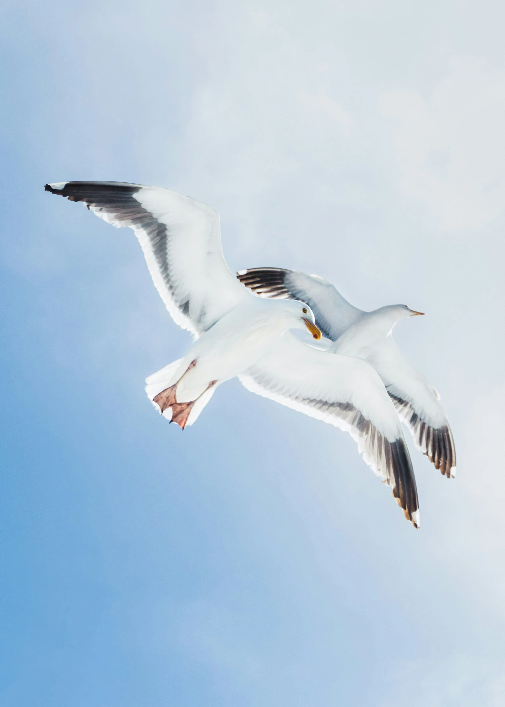 two seagulls in the sky looking to the left