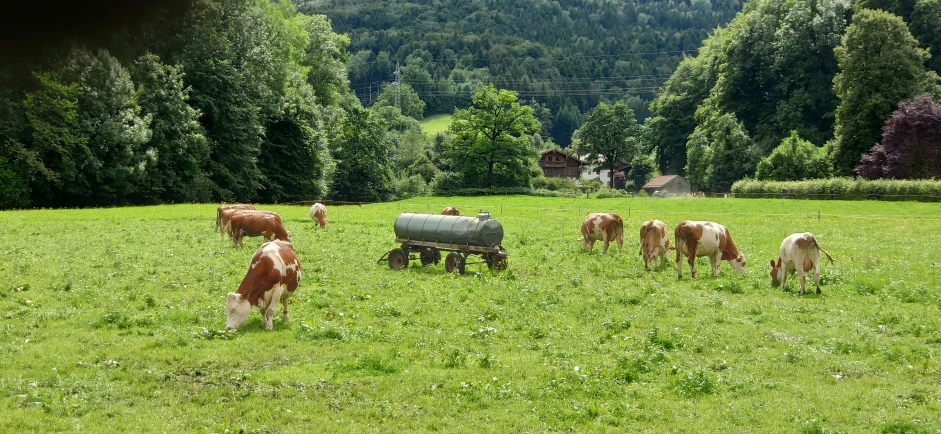 several cows graze in a pasture with a tank