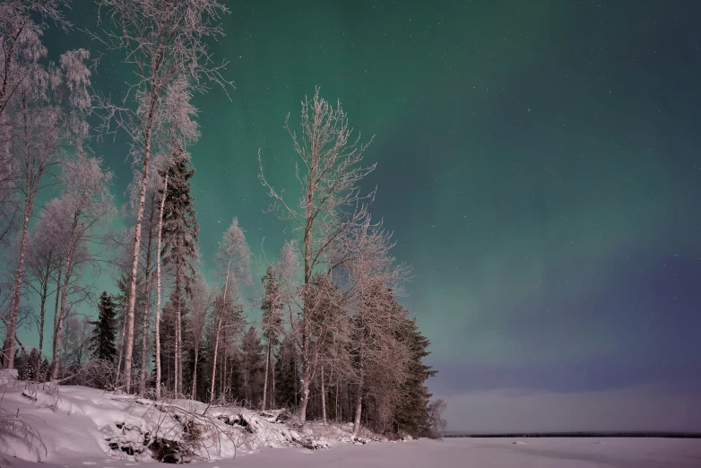 a view of trees covered in snow in the night sky