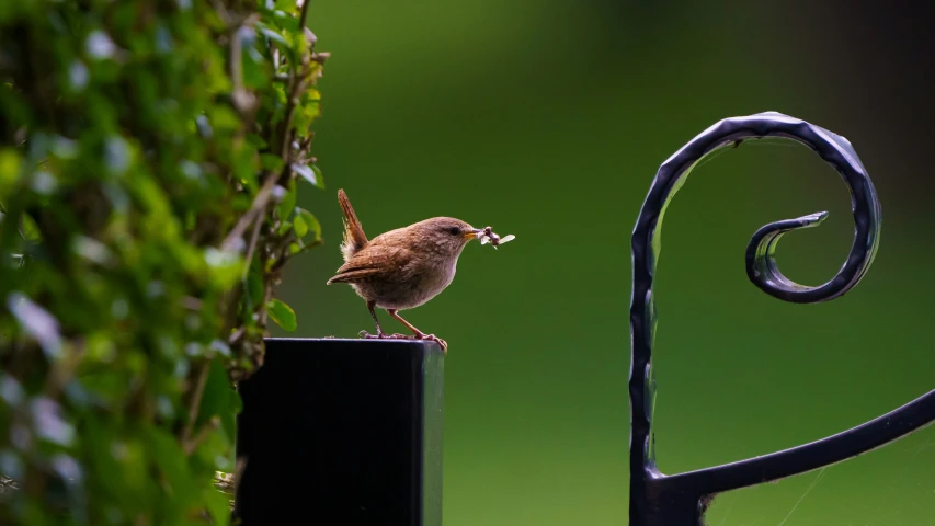 a bird eating a piece of food near a fence