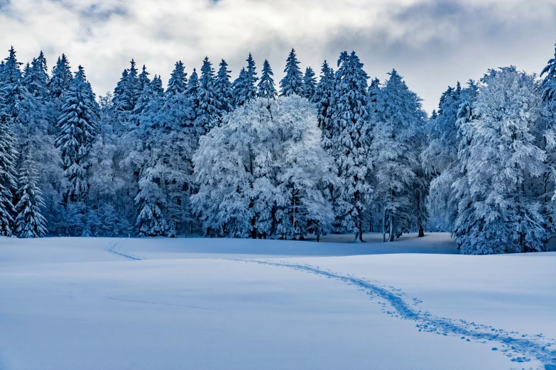a scenic po of a snow covered tree - lined landscape