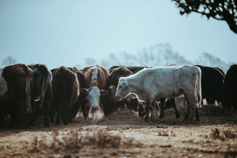 a herd of cattle grazing in an open field