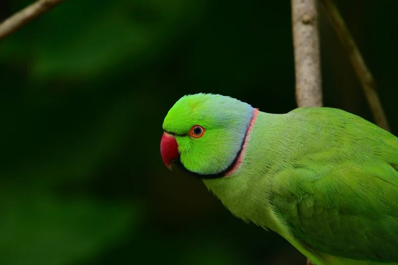 a parrot standing on a tree nch with its eyes open