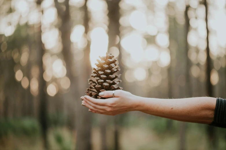 a person holds a pine cone in the woods