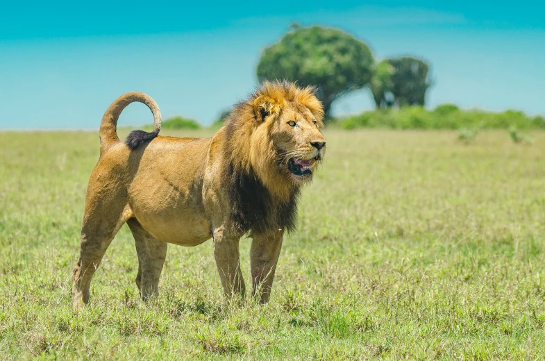 lion standing in the middle of a grassy field