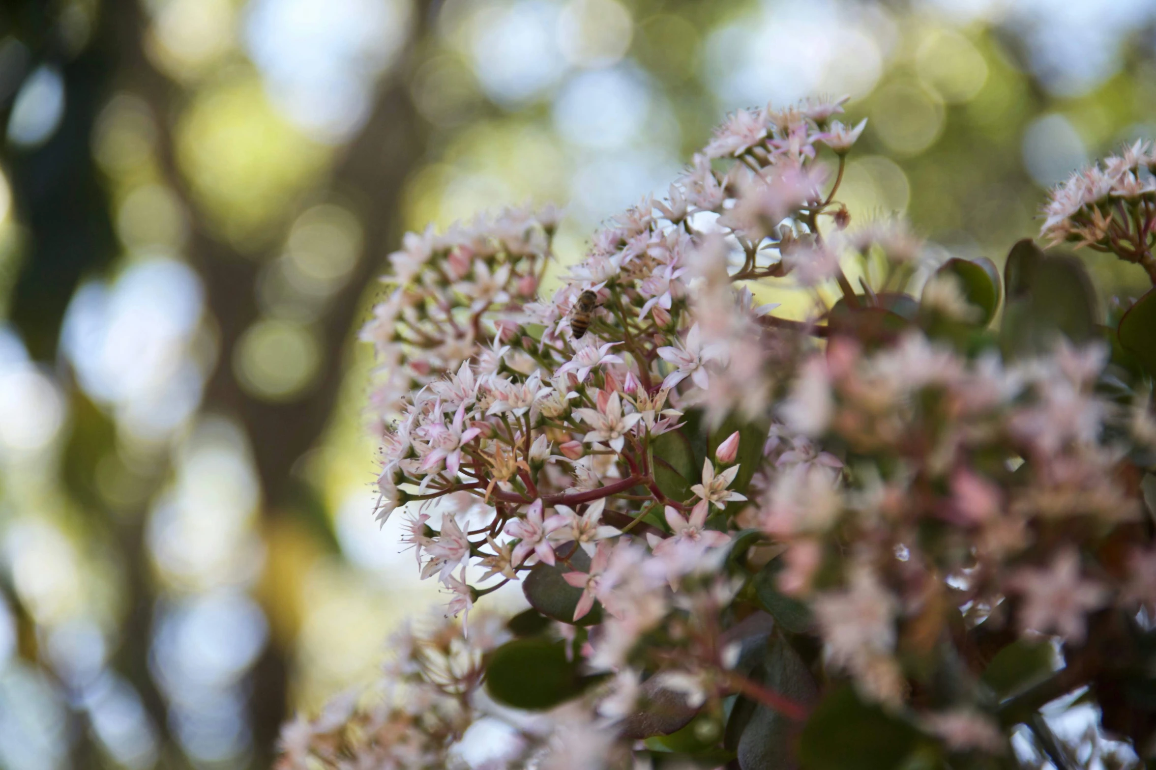 purple flowers bloom in the sunshine near a forest