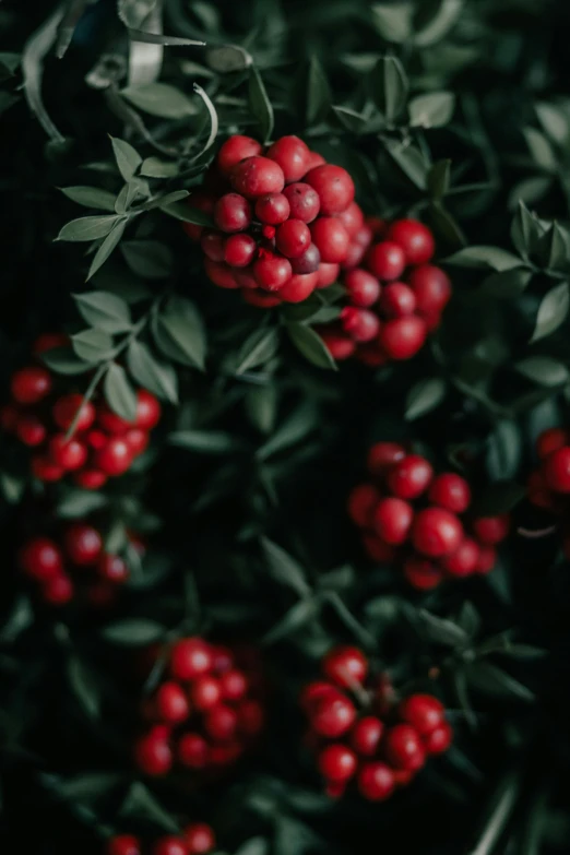 berries are sprout up and green leaves