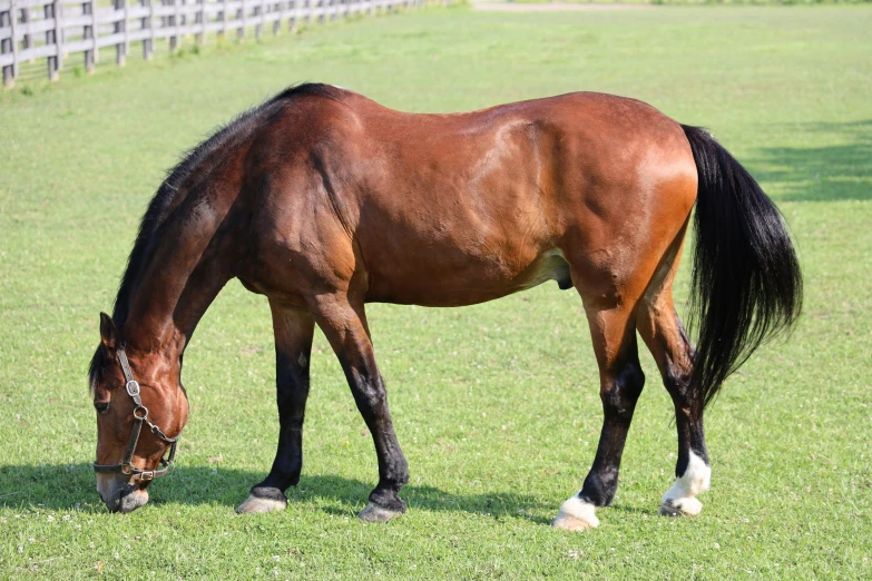 a horse with black hair grazing in a field