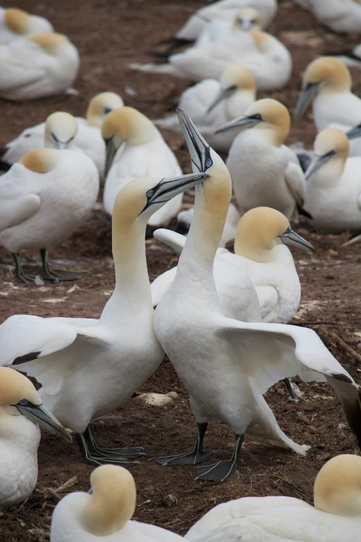 large group of white and beige birds on ground