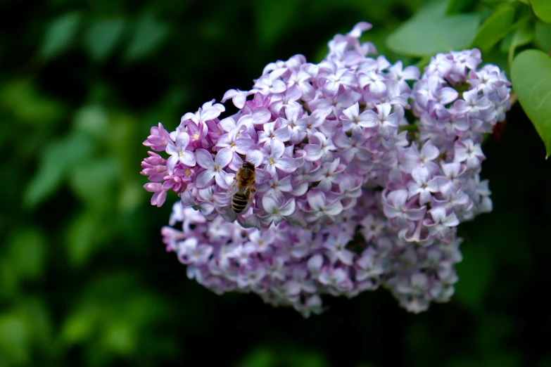 a large cluster of purple lilac