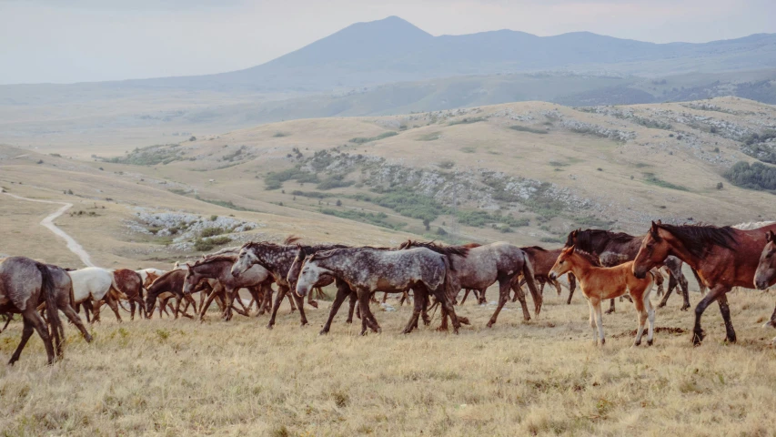 several brown and white horses with some black and gray ones