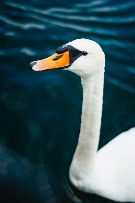 white and black goose floating on the water